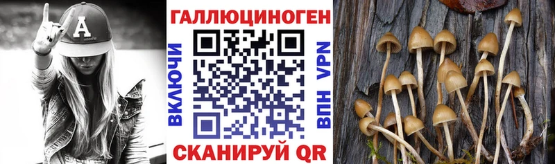 где купить наркоту  Николаевск-на-Амуре  кракен ТОР  Псилоцибиновые грибы Psilocybine cubensis 